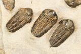 Cluster Of Ordovician Trilobites (Sokhretia?) - Erfoud, Morocco #186745-1